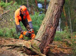 Trusted Redwood, TX Tree Removal and Landscaping Services Experts